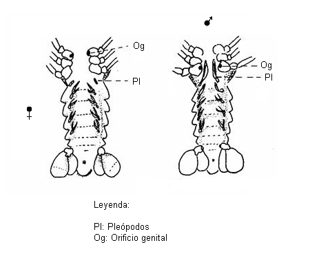 Guía del Cambarellus patzcuarensis Dimorfismo
